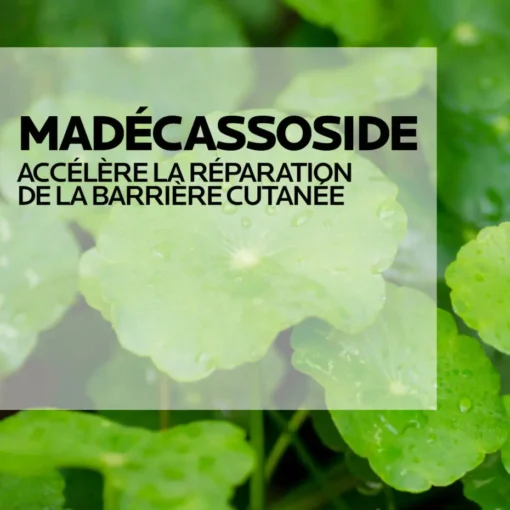 Madécassoside, ingrédient accélérant la réparation de la barrière cutanée.